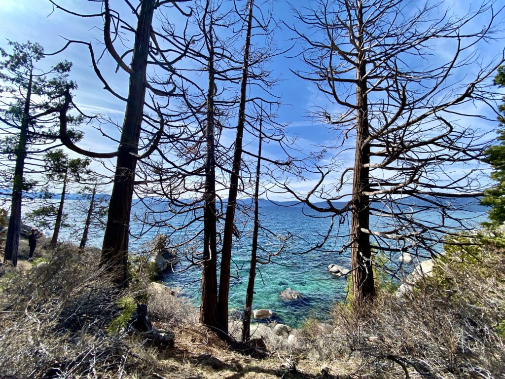 Lake Tahoe landscape photo with winter trees, a lake, and mountains