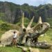 Woman in a hat, white shirt, and shorts standing in front of a triceratops fossil movie set piece from kong skull island